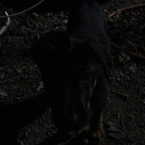 Meet your Posher, Chet